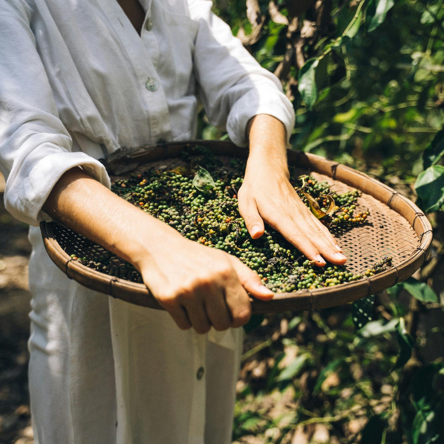 Brume de flore sauvage