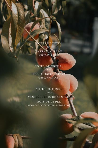 Geurnoten van de Apothisoeurs geurkaars Perzik en Saffraan tussen perziken