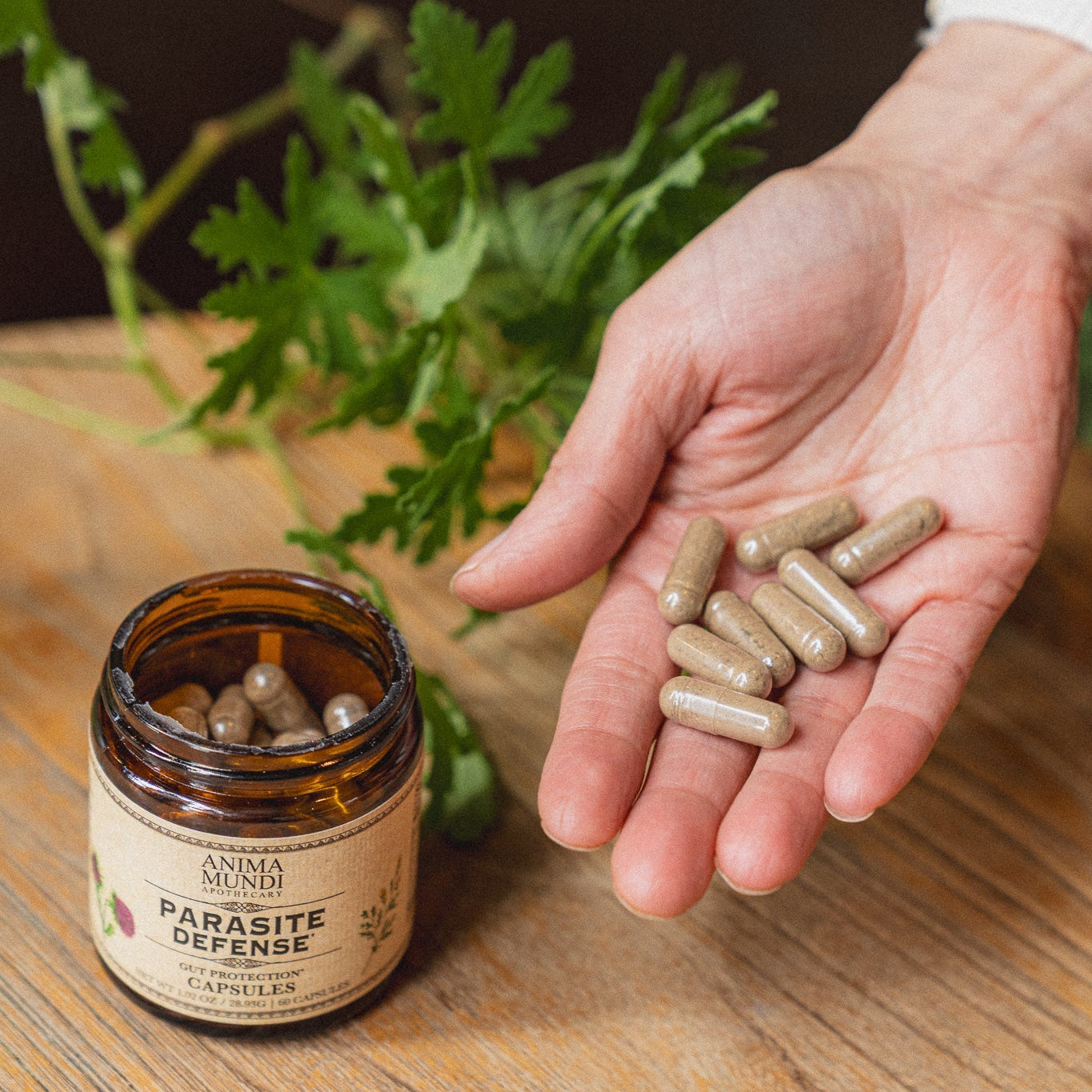Anima Mundi - CAPSULES PARA-HERB DEFENSE | Protège + Soutient la Santé Intestinale