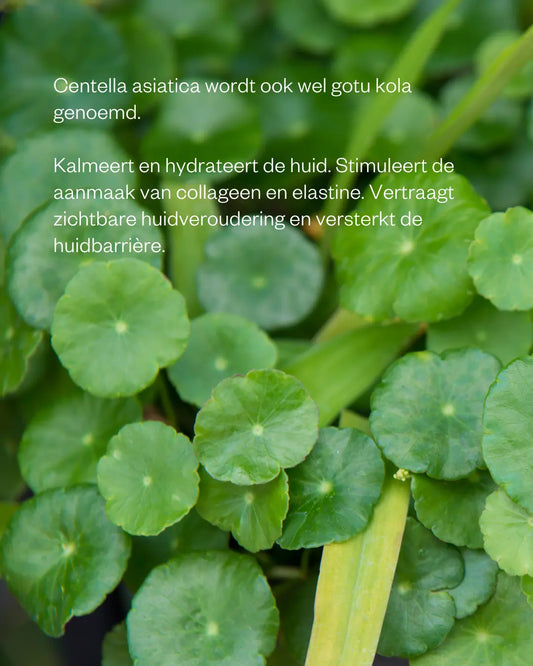 Bilberry & Centella Cream - Flow Cocmetics